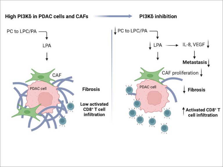 Grafik aus Studie zu Pankreaskrebs